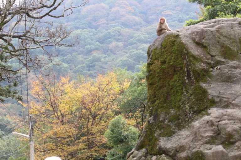 【大分・高崎山】 猿と紅葉の写真が撮れる！秋のお出かけにおすすめですよ～♪ | まこぱぐ